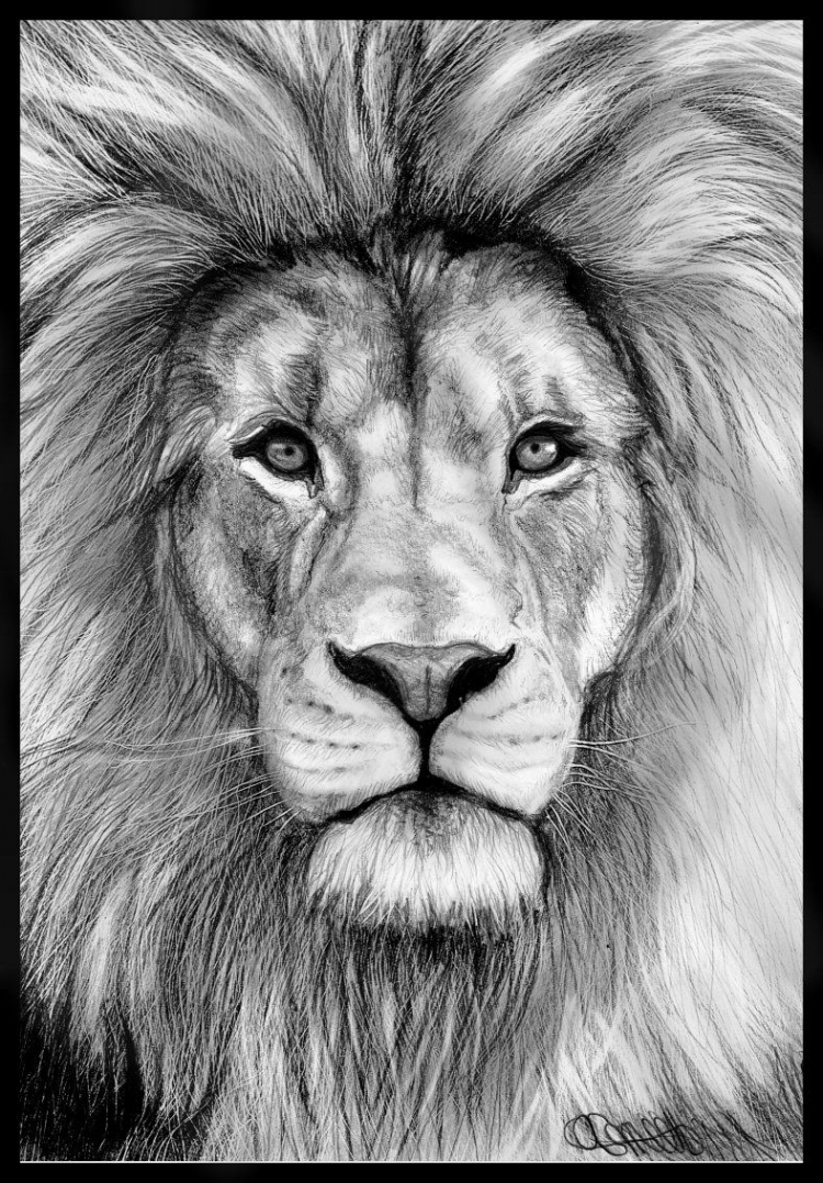 Лицо льва рисунок