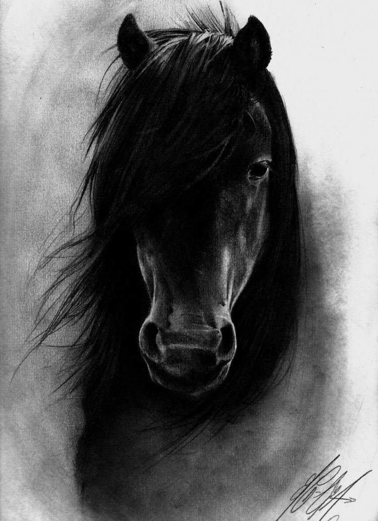 Лошадь черно белый рисунок