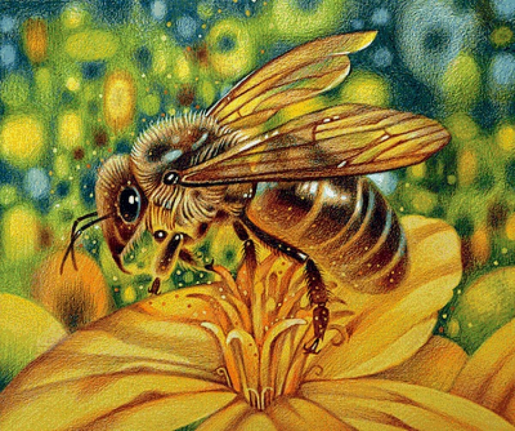 Рисунок пчелы на цветке