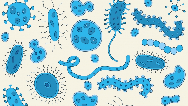 Рисунки бактерий