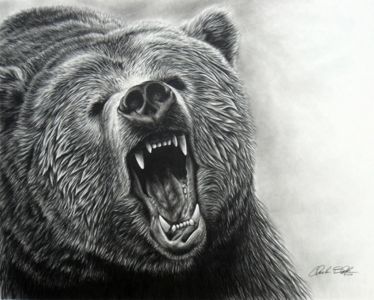 Оскал медведя рисунок