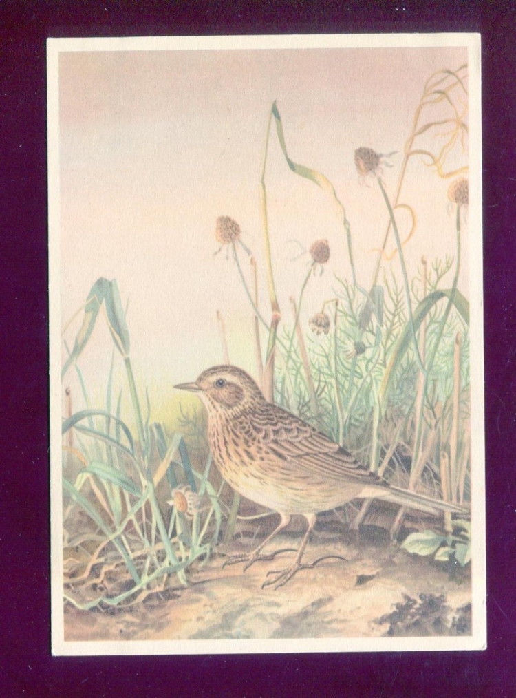 Беннет. Жаворонок 1910
