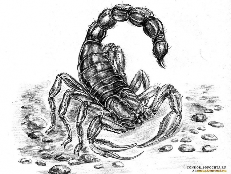 Скорпион нарисованный