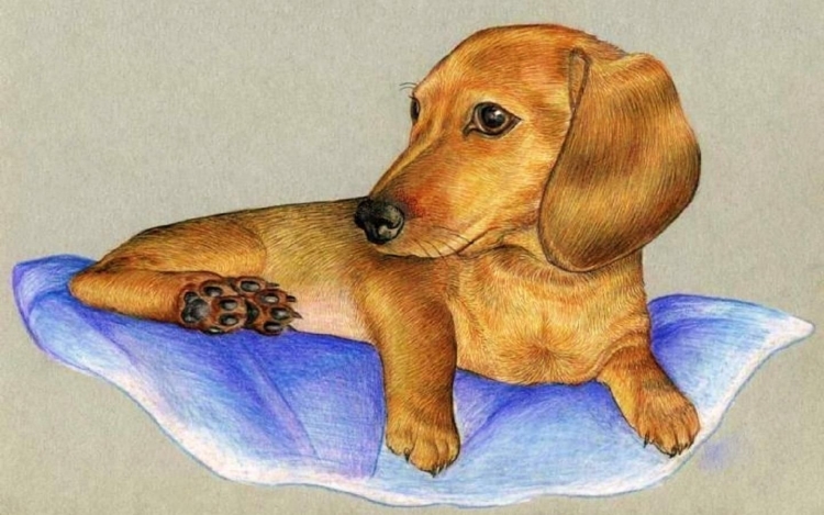 Лежащая собака рисунок