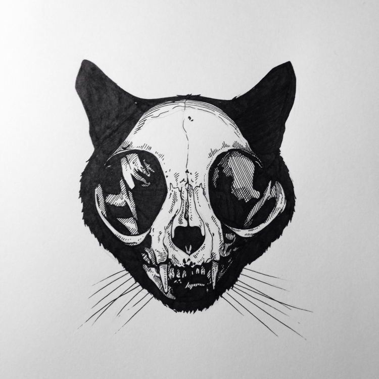 Череп кошки рисунок