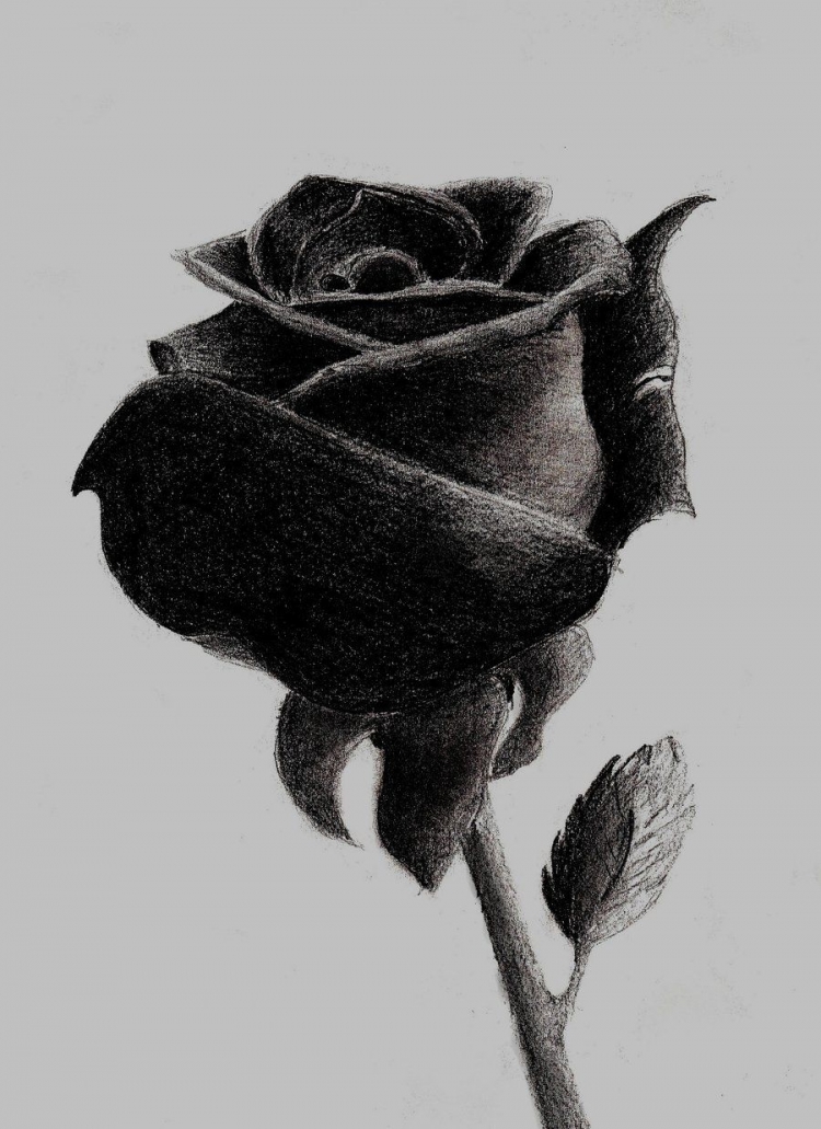 Черная роза рисунок