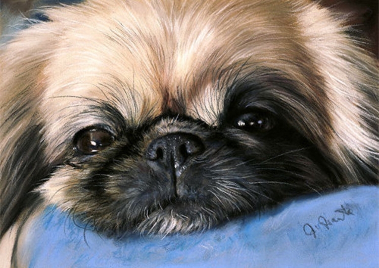 Рисунок пекинеса