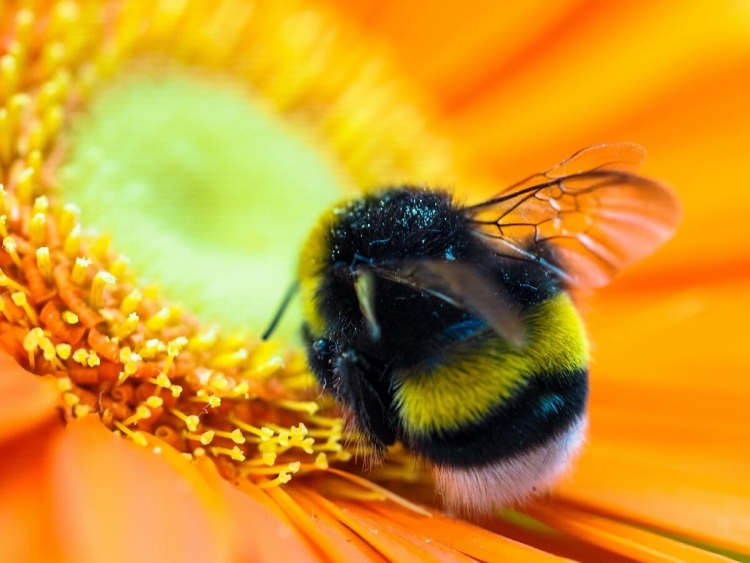 Пчела Bumblebee
