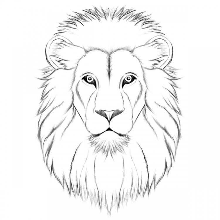 Мордочка льва рисунок