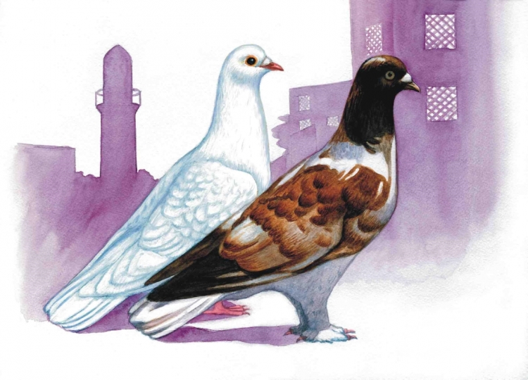 Голубь рисунок