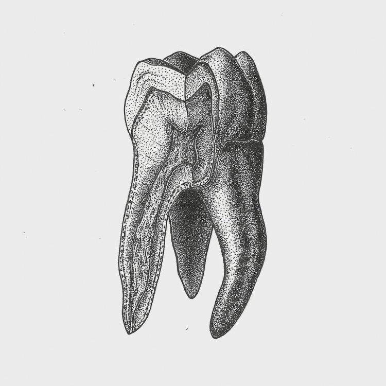 Зуб рисунок анатомия