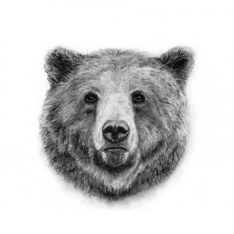 Рисунок головы медведя