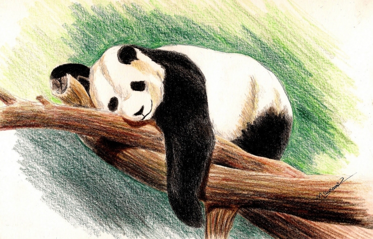 Большая панда рисунок