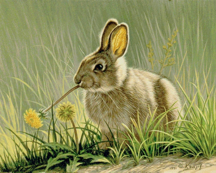 Заяц в лесу рисунок
