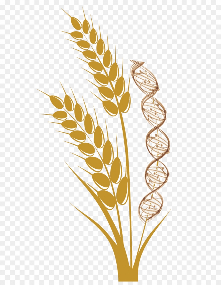 Рисунок зерно