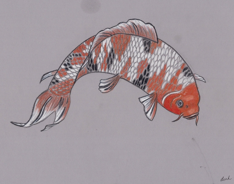Aquarelle Carp Koi