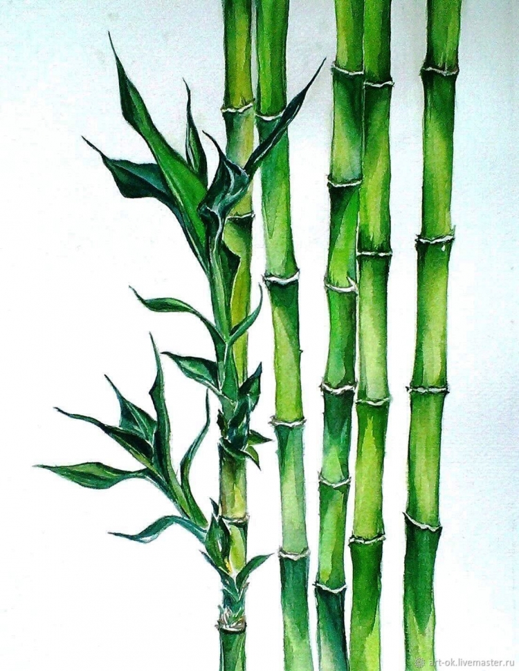 Рисунки бамбука