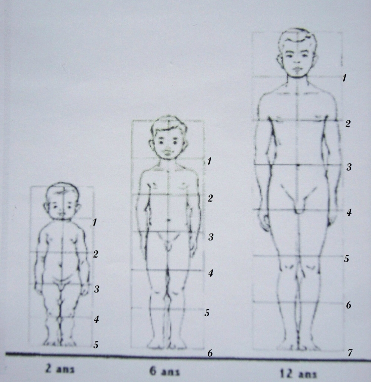Пропорции ребенка рисунок