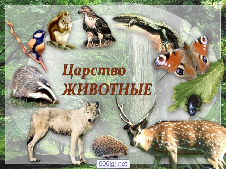 Многообразие животного мира