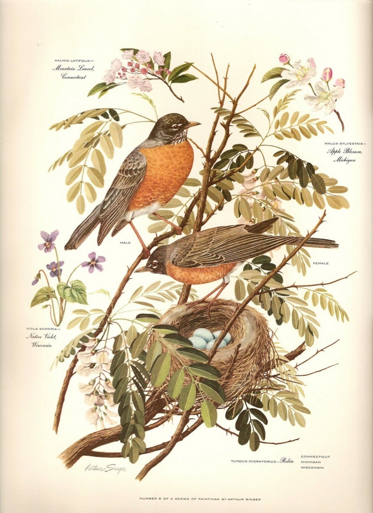 Картинка the natural History of Birds ikea