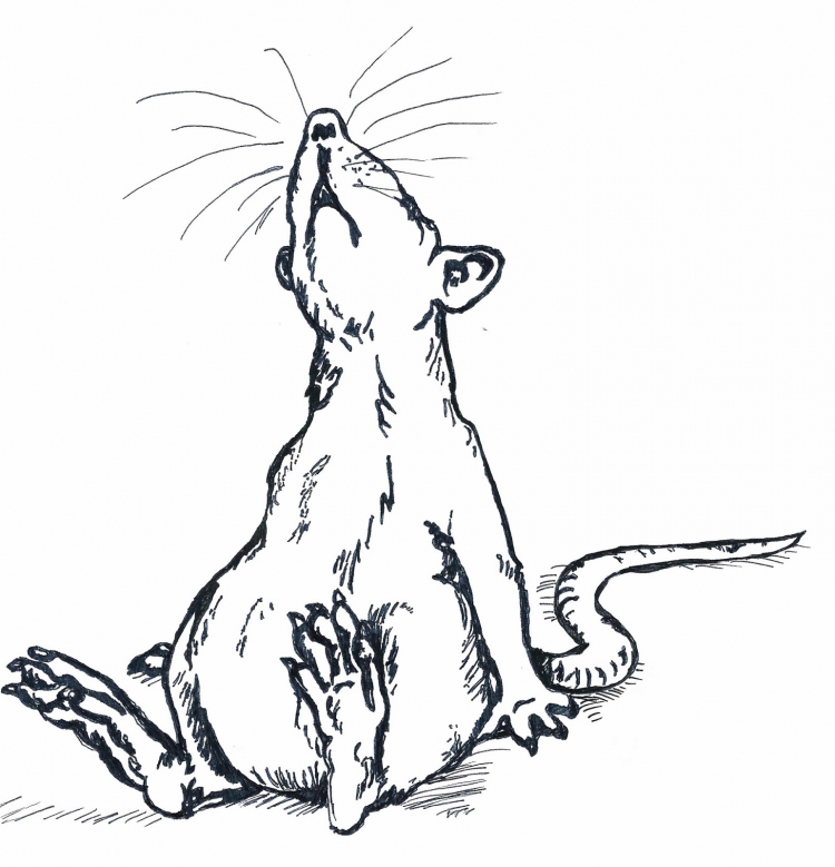 Лапа крысы рисунок