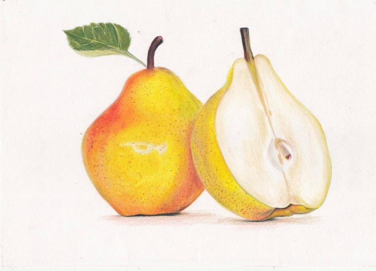 Яблоко и груша рисунок