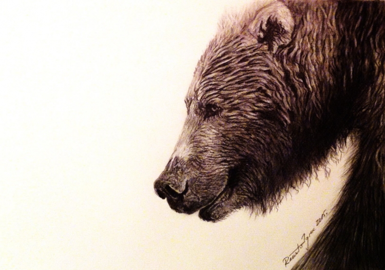 Медведь в профиль рисунок
