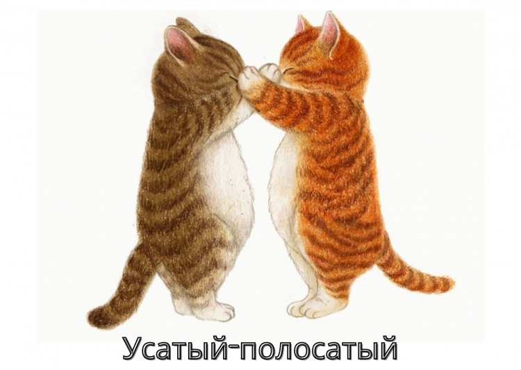 Котики обнимаются рыжий и серый