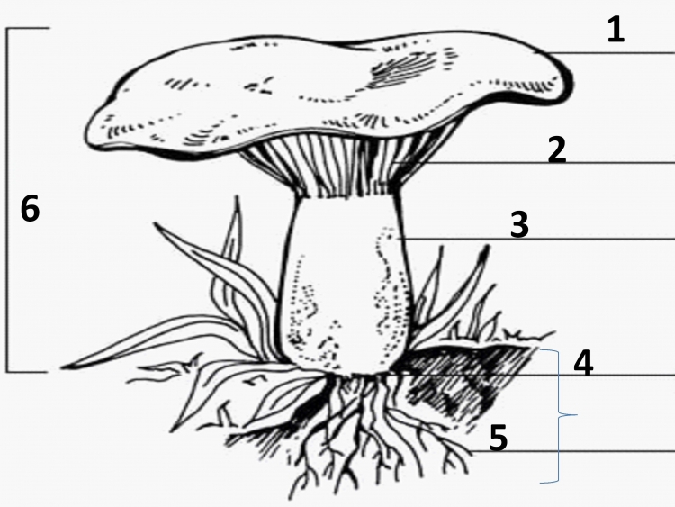 Рисунок шляпочного гриба