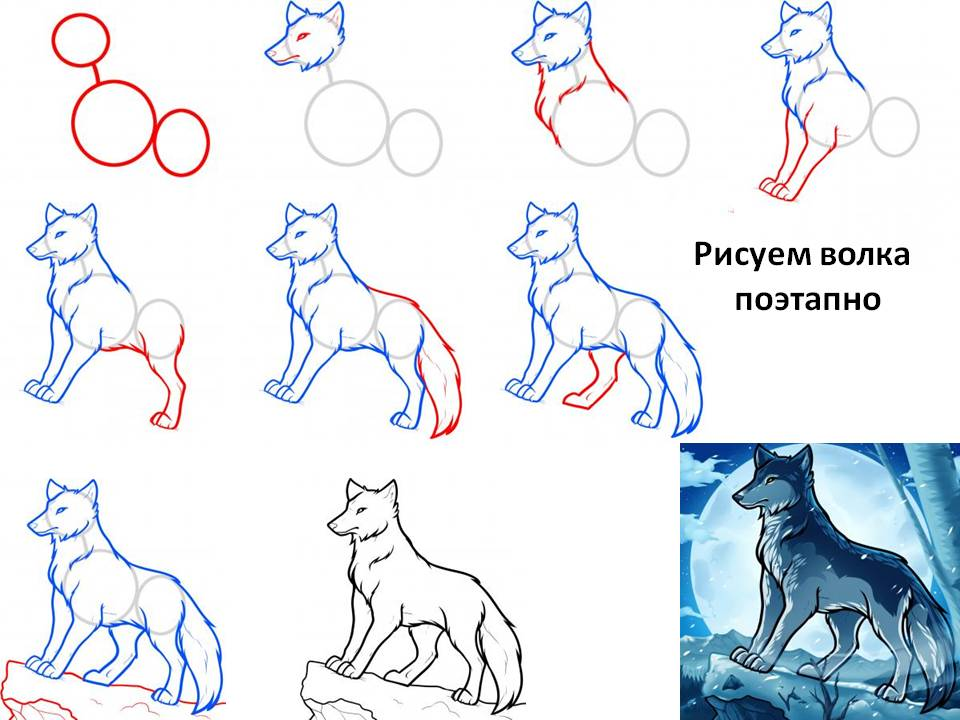 Схема рисования волка для детей - 43 фото