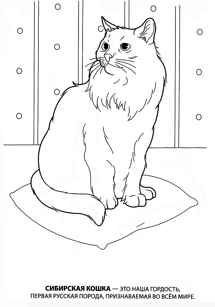 Раскраска кот