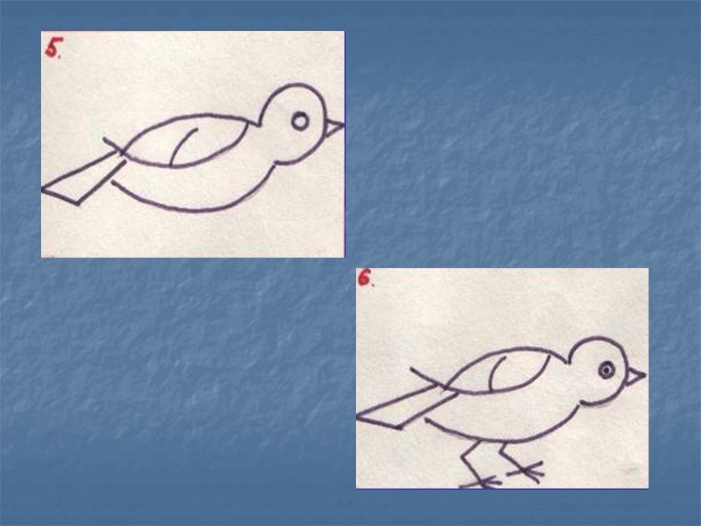 Рисунок птицы 5 класс. Рисование птицы в подготовительной группе. Рисование скворец в подготовительной группе. Рисование в подготовительной группе птичка. Красивая птичка рисование в средней группе.