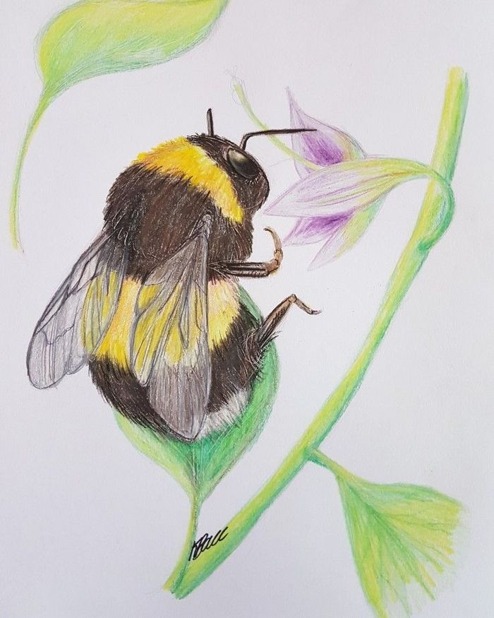 Как нарисовать Пчелу поэтапно
