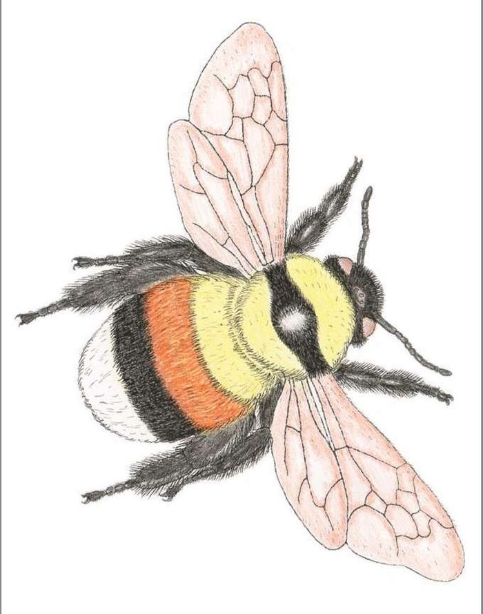 Как нарисовать пчелу | Рисунок пчелы простым карандашом