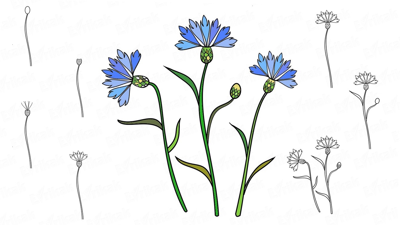 Как нарисовать цветок: рисунок полевых и первых весенних цветков (102 фото)