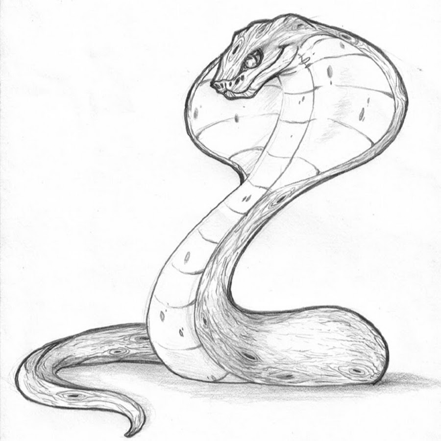 Как нарисовать змею поэтапно карандашом - два легких мастер-класса для начинающих