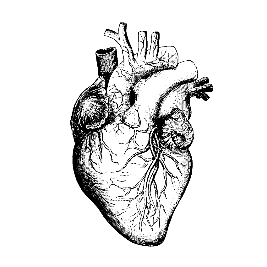 Орган сердце человека рисунок. Серце человека черо белое. Анатомическое сердце черно белое. Анатомическое сердце трафарет. Анатомическое сердце контур.