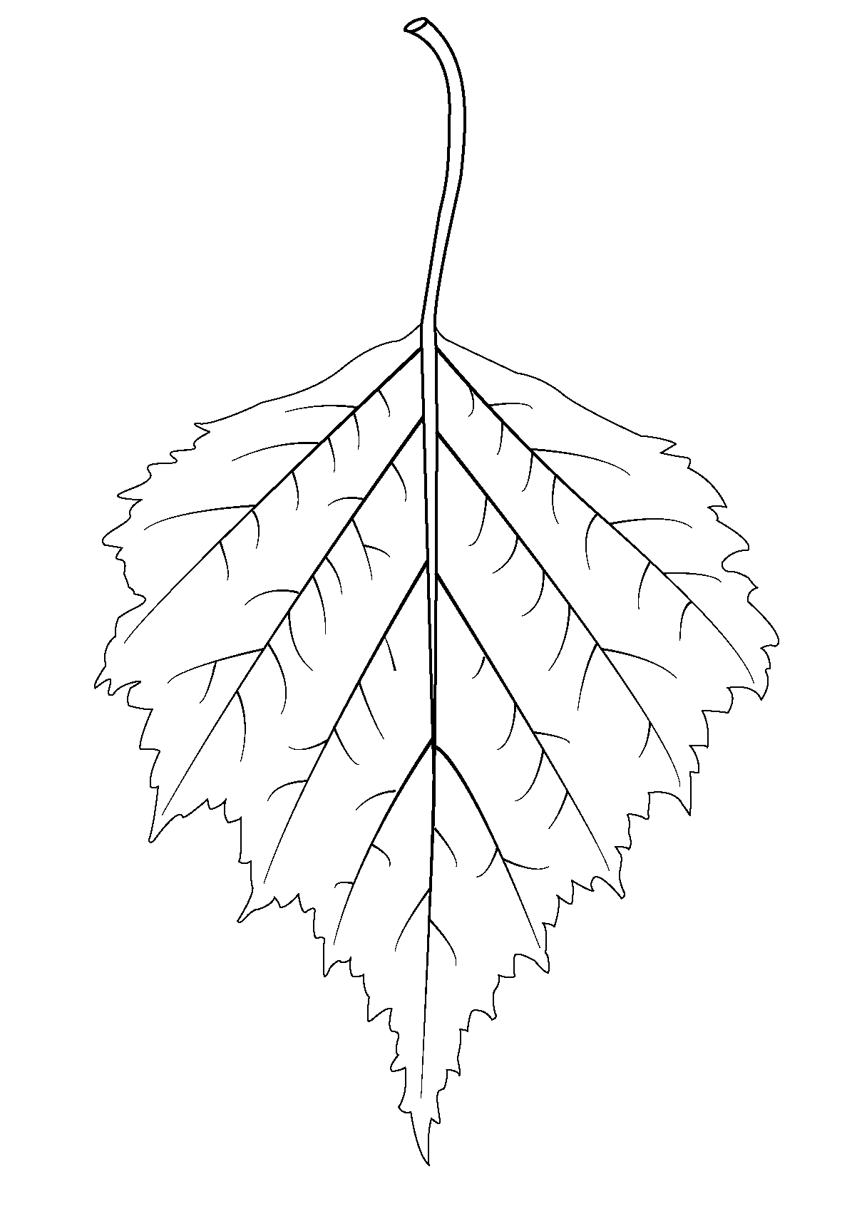 Раскраска - Листья берёзы