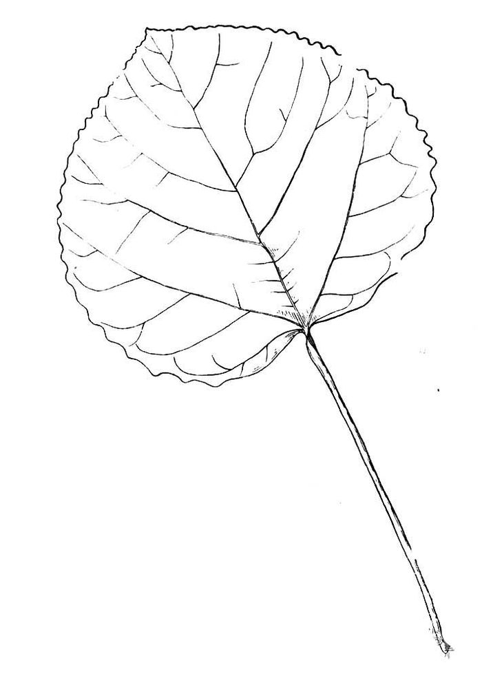 Нарисовать лист осины