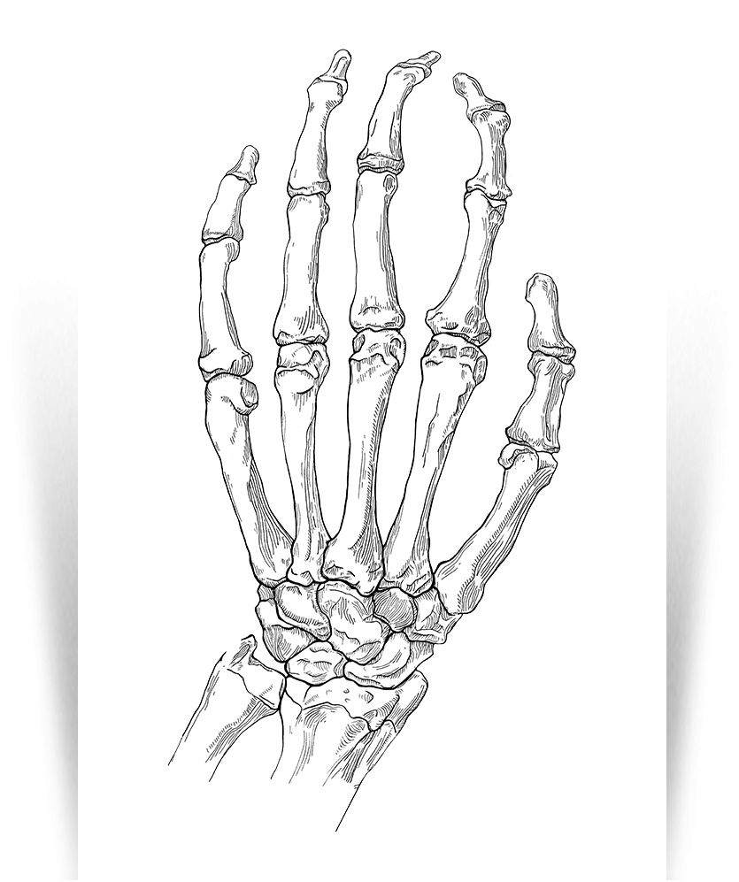 Кости запястья анатомия. Скелет лучезапястного сустава. Кисть руки кости референс. Кисть скелета сбоку. Скелет запястья человека