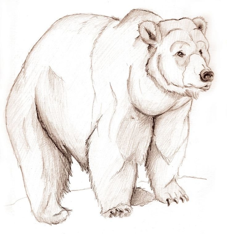 Как нарисовать бурого медведя