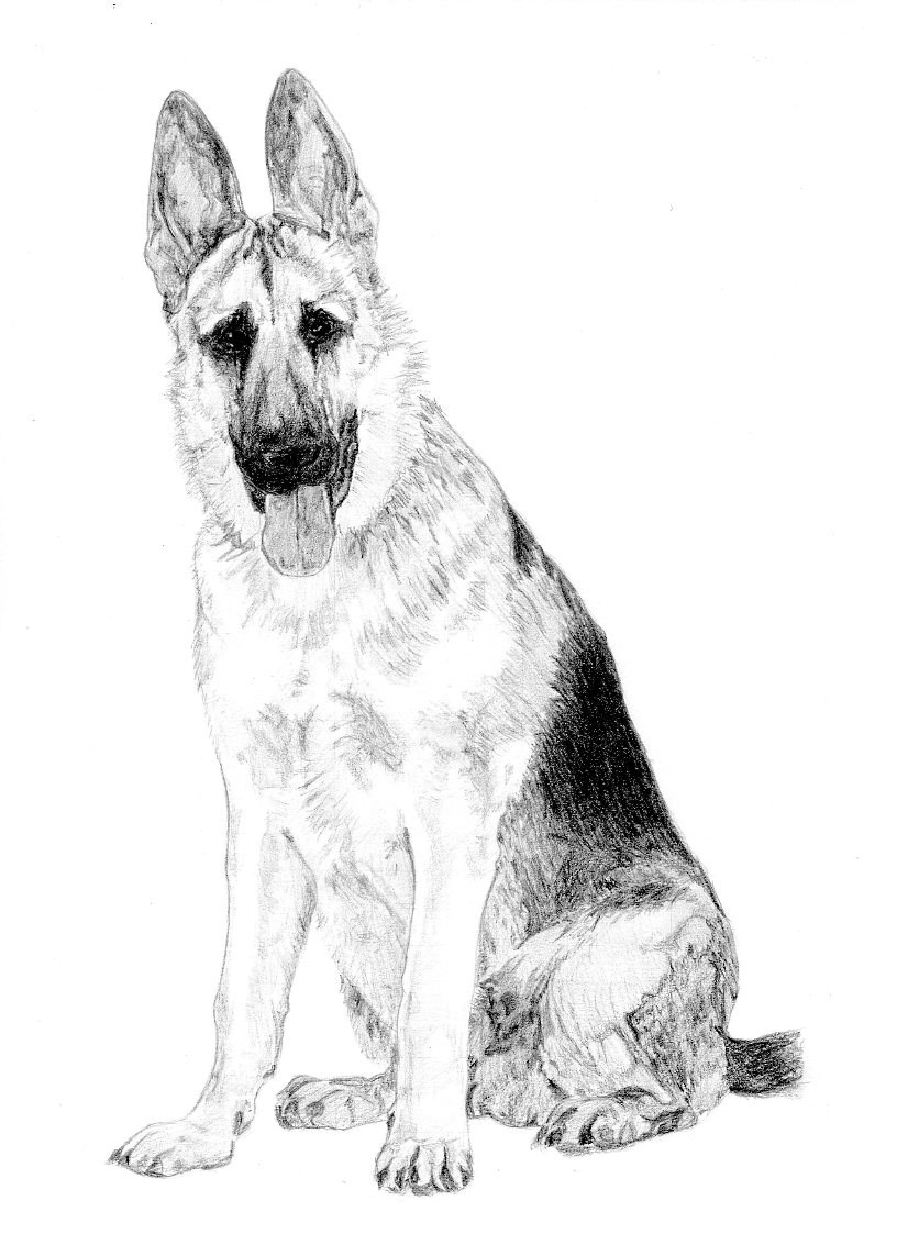Собаки: рисуем немецкую овчарку