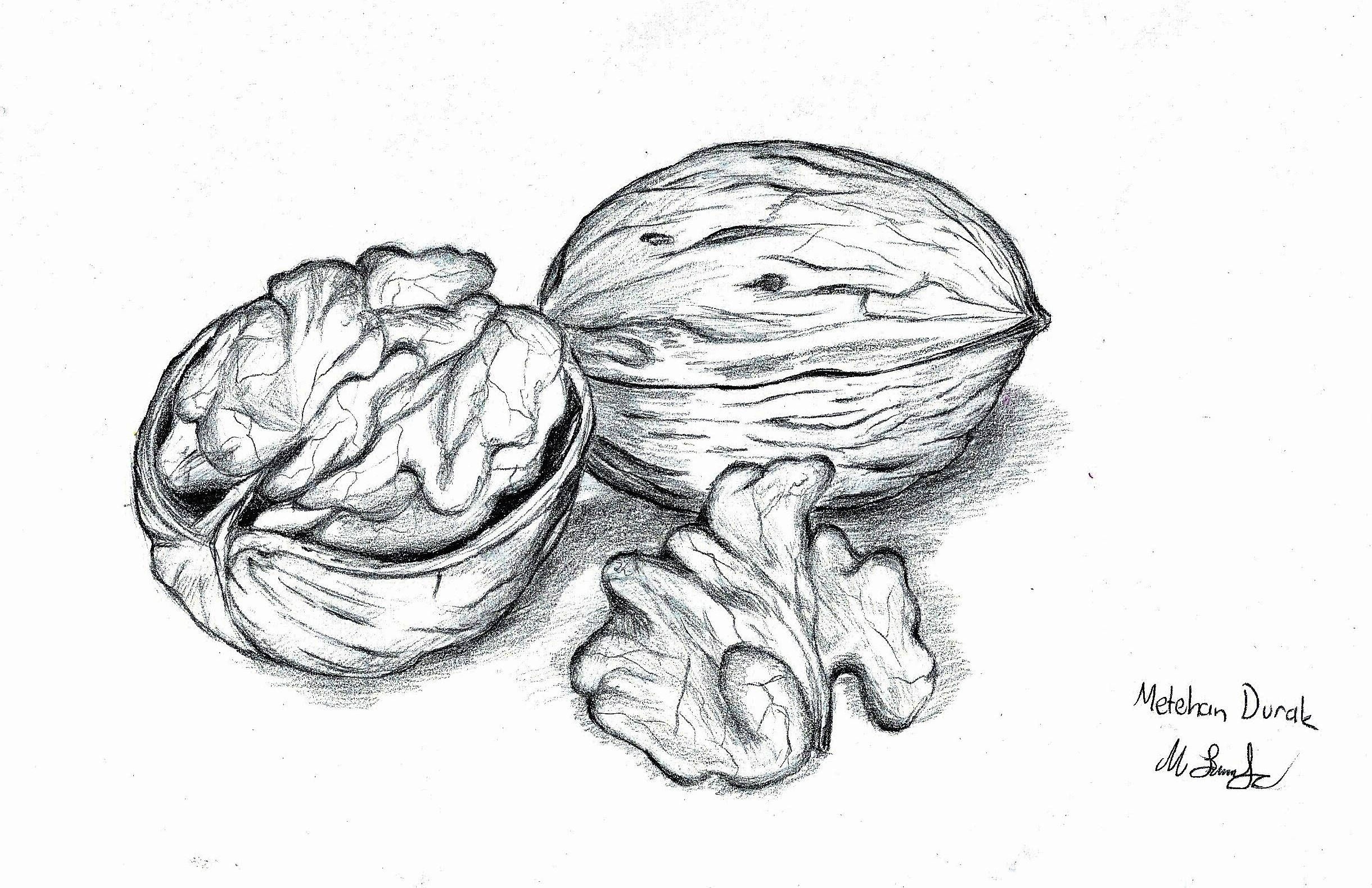 Как нарисовать грецкий орех — Пошаговые уроки рисования