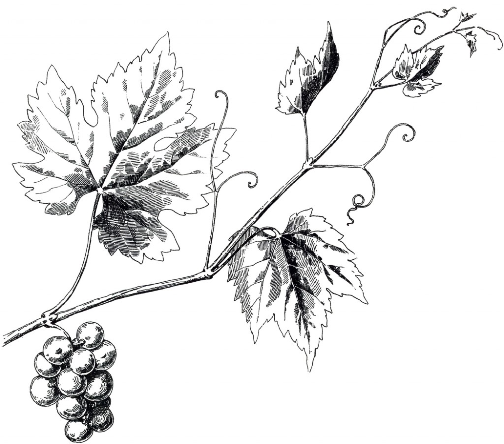 Листья виноградной лозы. Лоза винограда сбоку. Лоза скетч. Дионис плющ. Виноградная лоза анатомия.