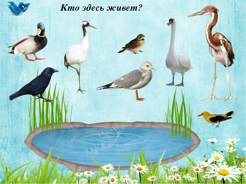 Фон перелетные птицы для детей. Перелетные птицы. Перелетные птицы для дошкольников. Водоплавающие перелетные птицы для дошкольников. Изображение перелетных птиц для детей.
