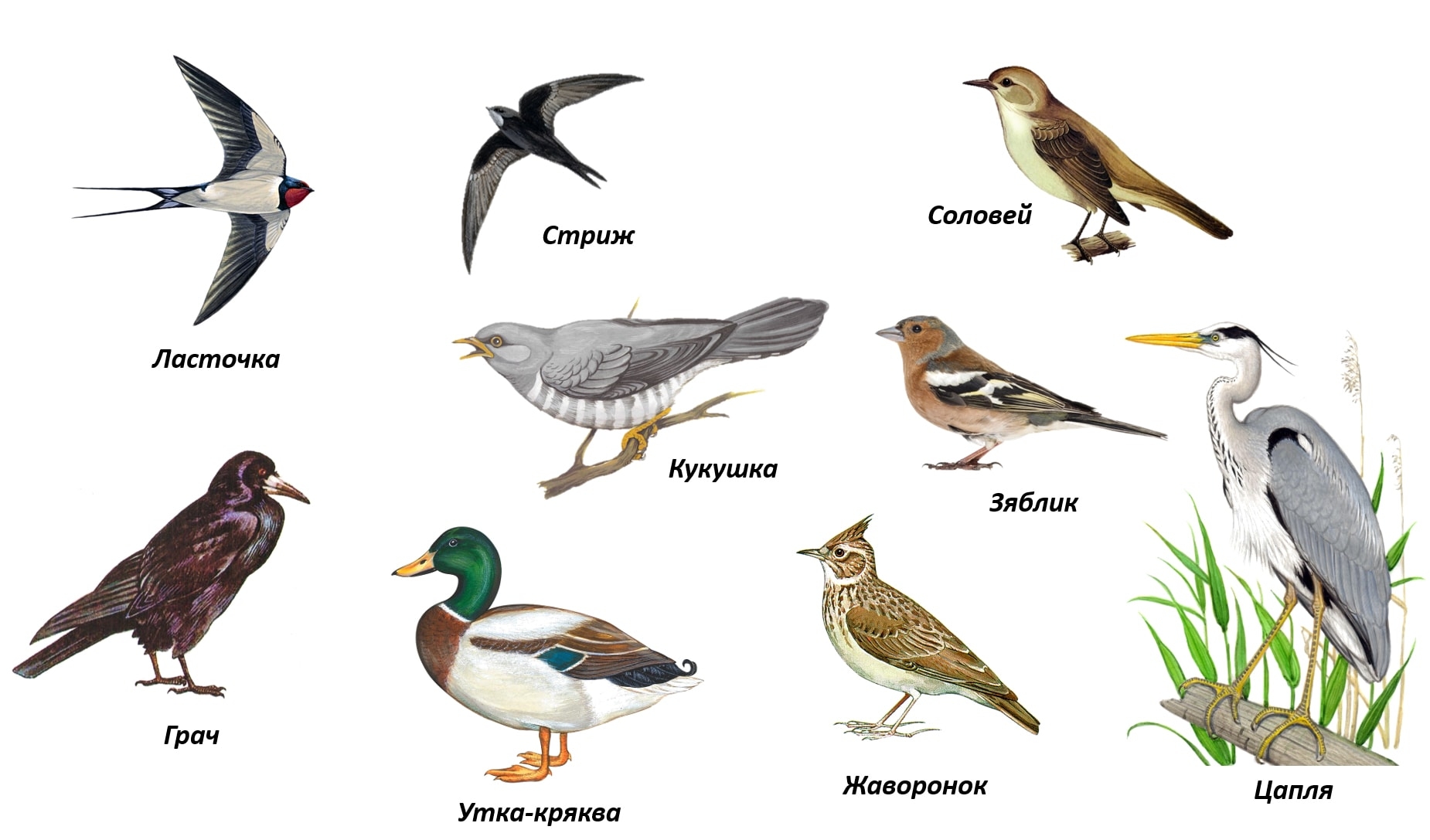 птицы чувашии названия и картинки