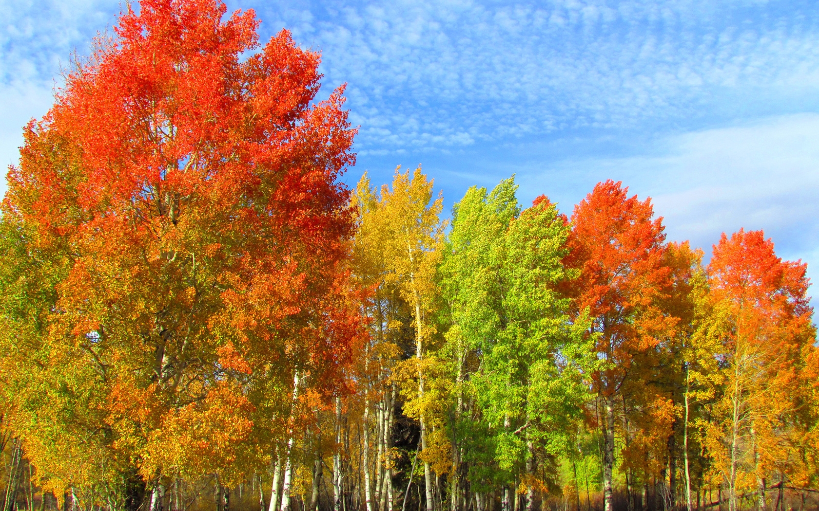 бесплатное фото: дерево, Осень, пейзаж, Золотая осень, дерево в осень, цвета осени, Солнце