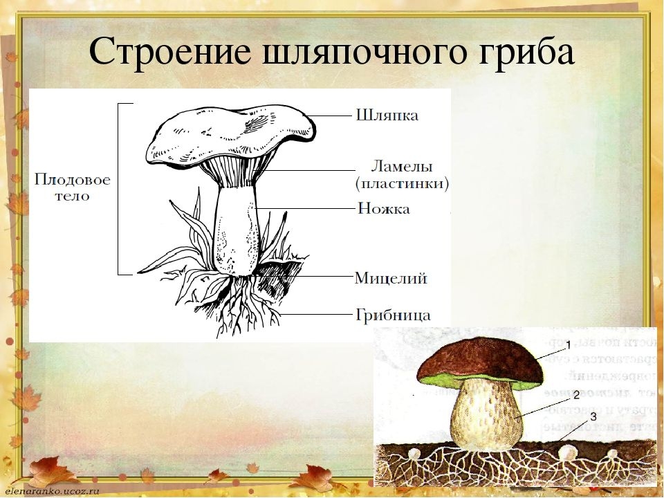 Могут формировать плодовые тела грибы или растения