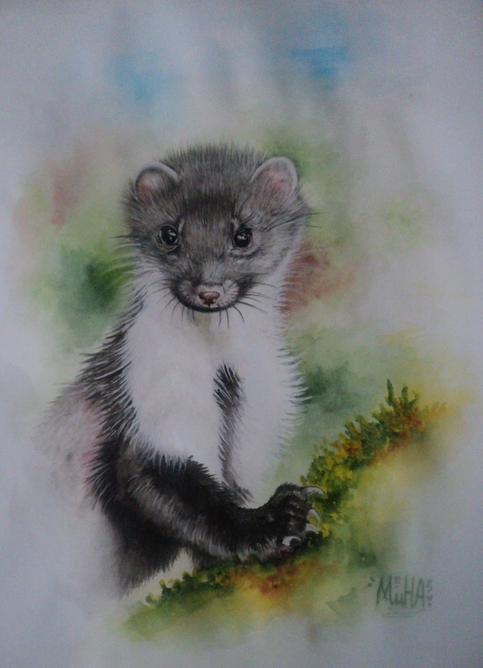 Лайн куньих рисунок