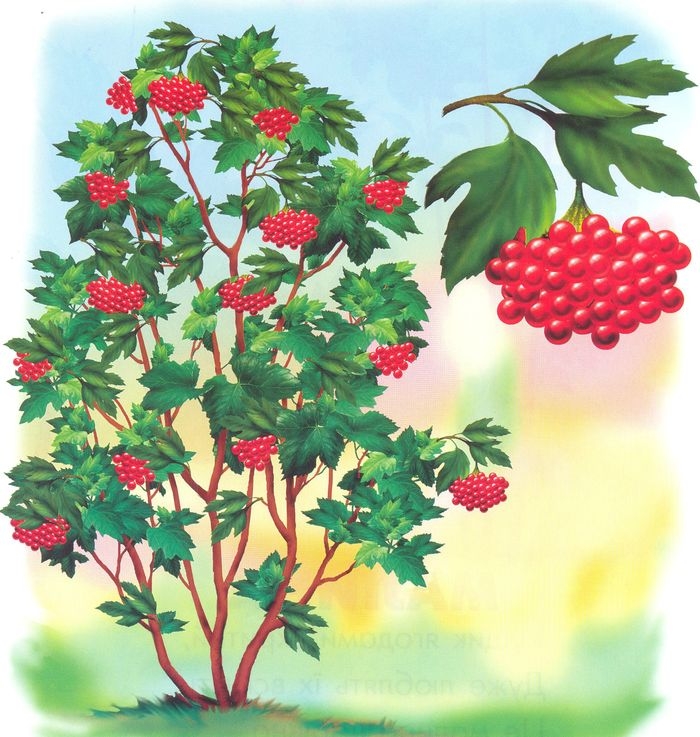 Кущ калины